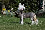 CHIEN NU CHINOIS 059